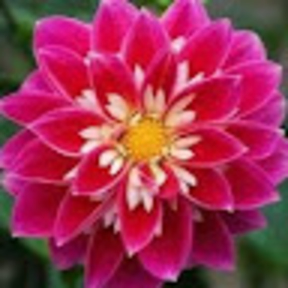 Meet your Posher, Rhiannon - Picture 1 of 1